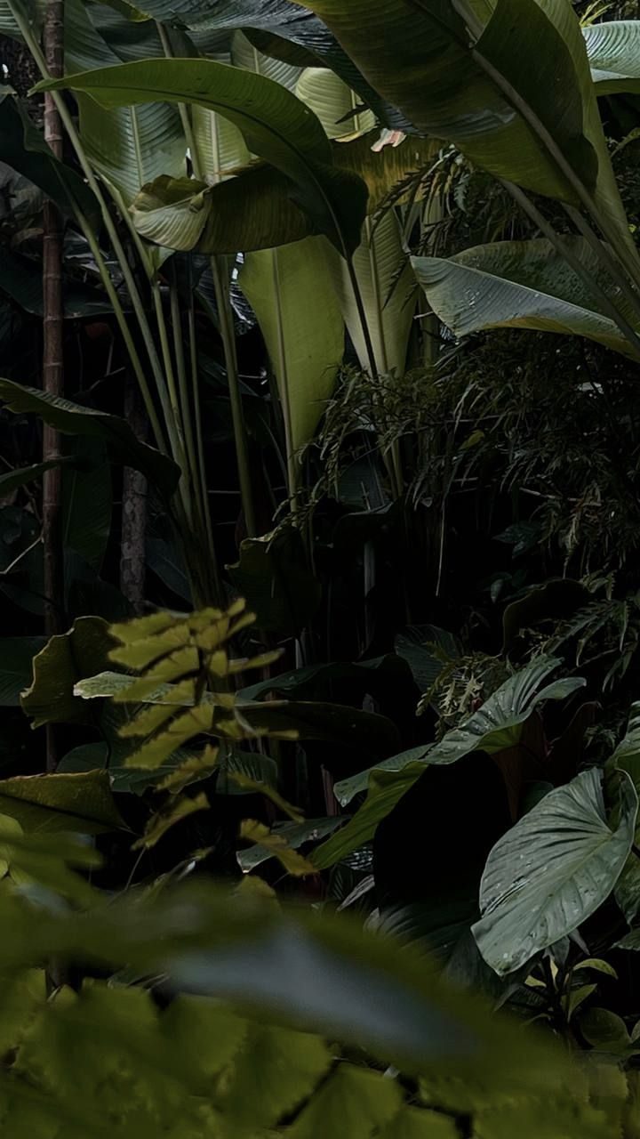 Dense layered tropical planting designed for structure and privacy